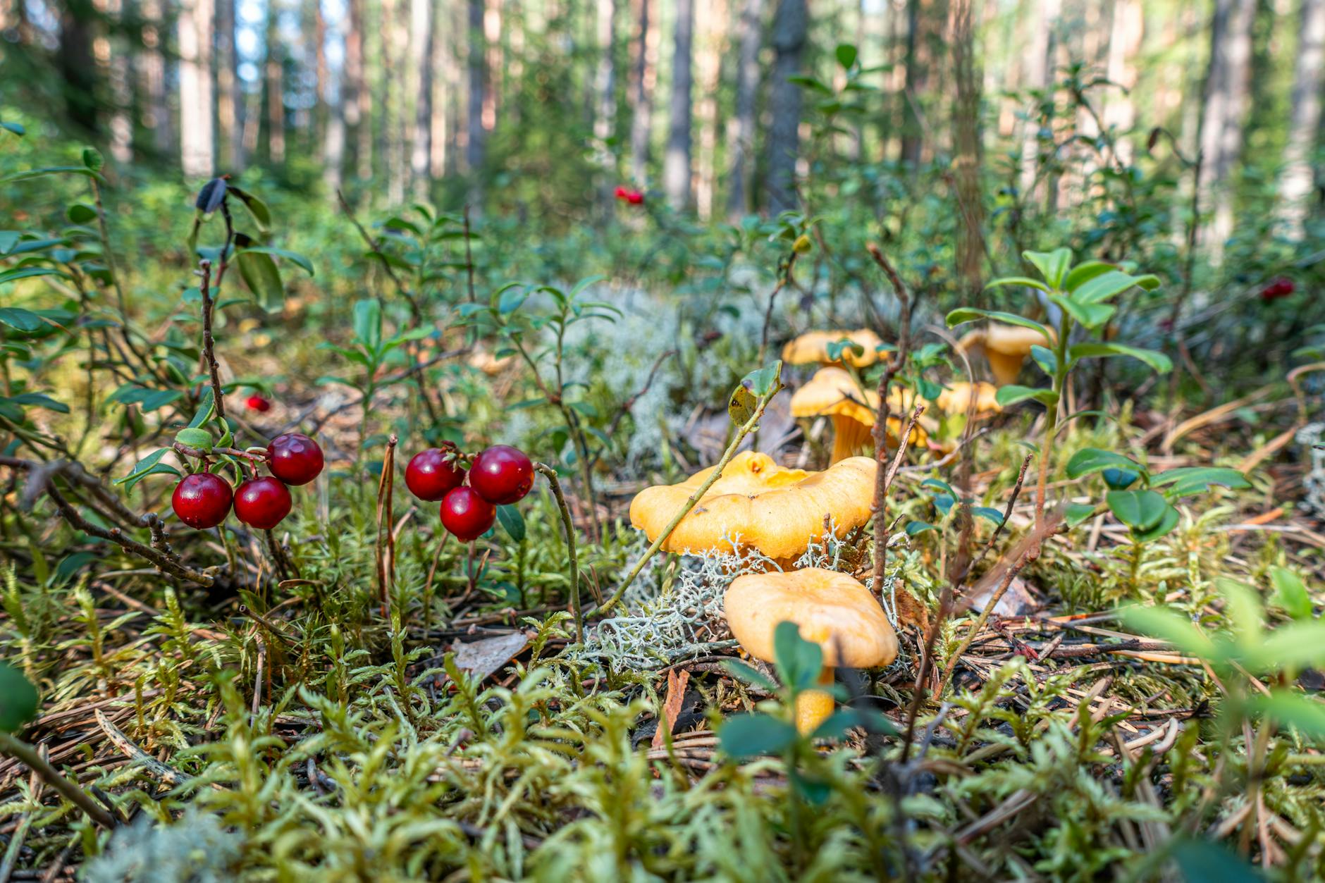 Mushrooms