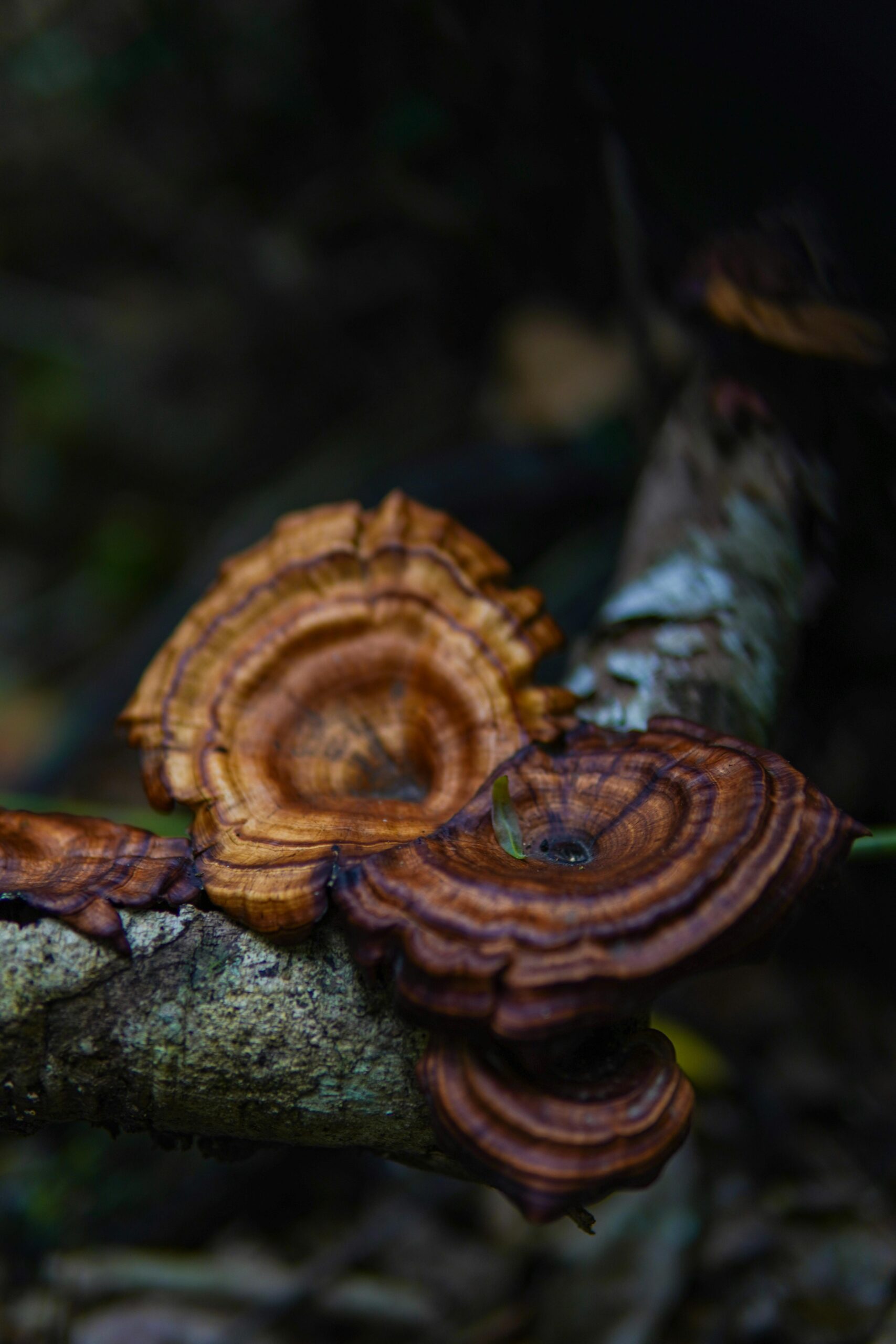 reishi mushroom for sleep