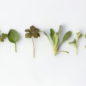 Herbs for Happiness: Natural Remedies to Boost Your Mood and Well-Being