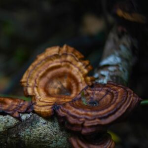 How Reishi Mushrooms Affects Your Sleep Cycle?