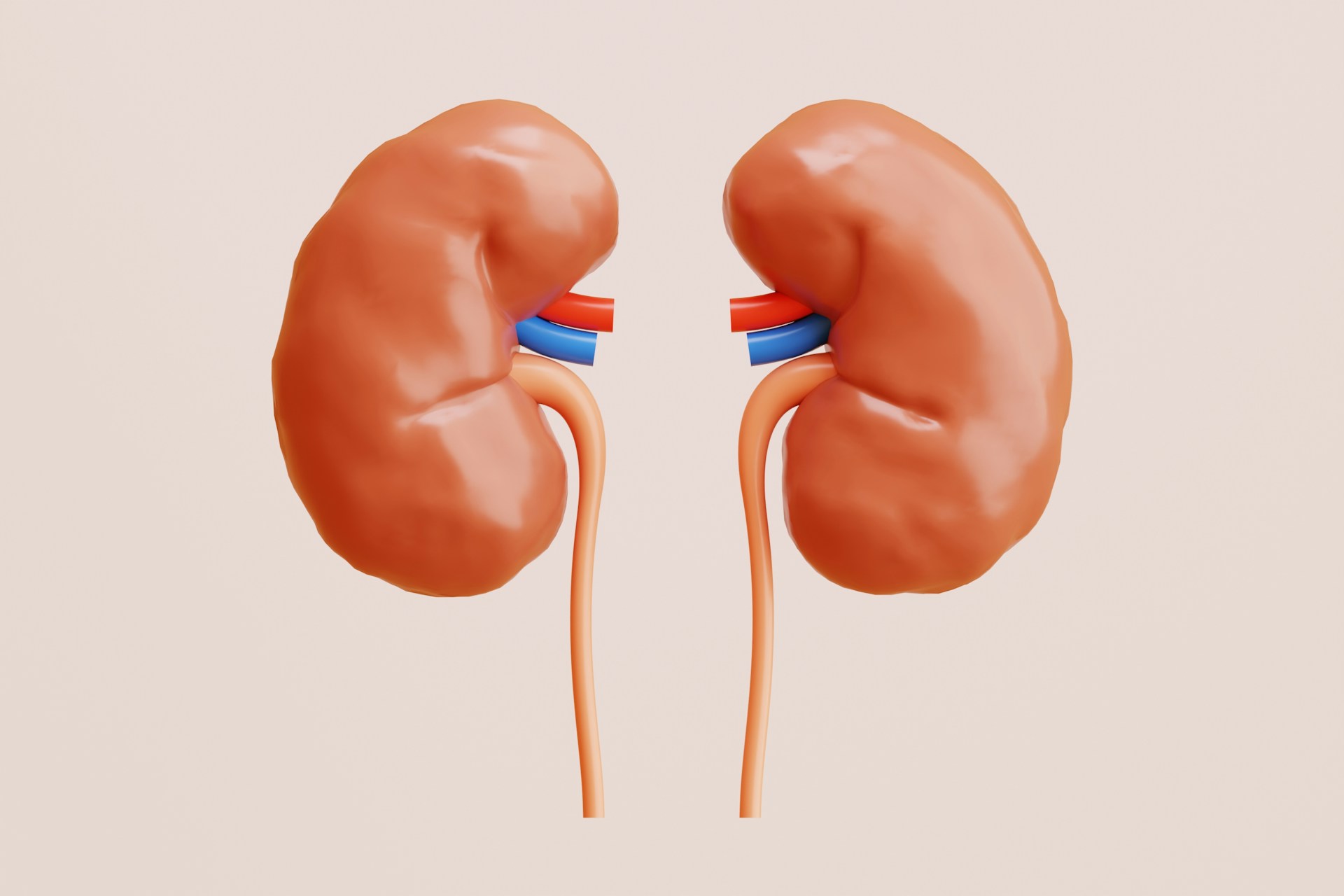 A picture of a two kidney