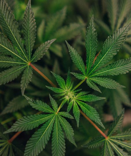 A close up of a plant
