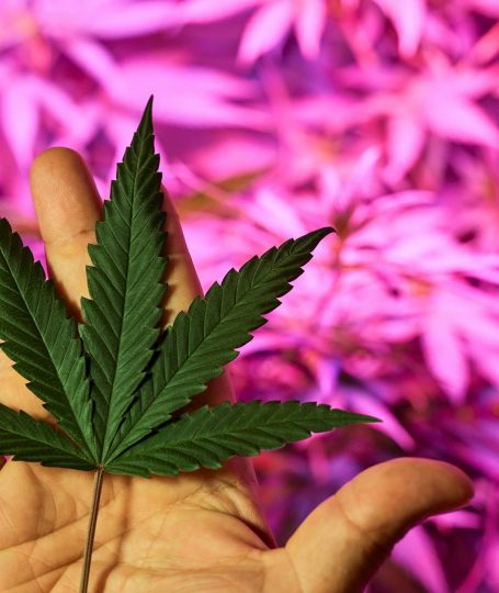 A hand holding a green leaf