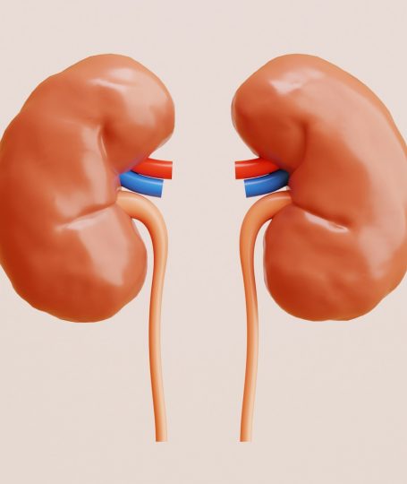 A picture of a two kidney