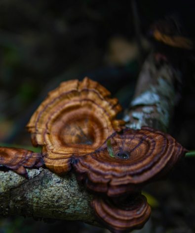 reishi mushroom for sleep